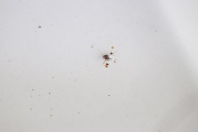 Lot 112 - 1960 Hillman Minx