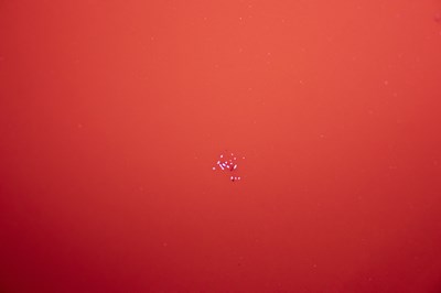 Lot 2008 Audi A6 S Line TDI Quattro A